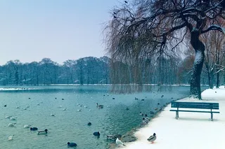 冬天白色背景风景大树
