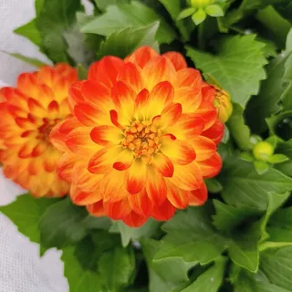 花卉绿植园艺大丽花橙色渐变10