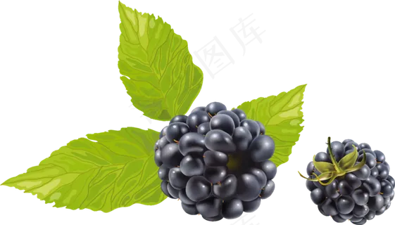 水果鲜水果黑莓免抠素材