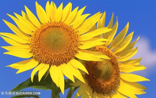 高清唯美蓝天向日葵图片