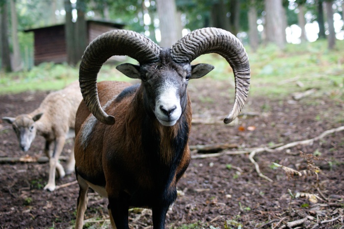 羊白羊牧场动物素材动物实拍