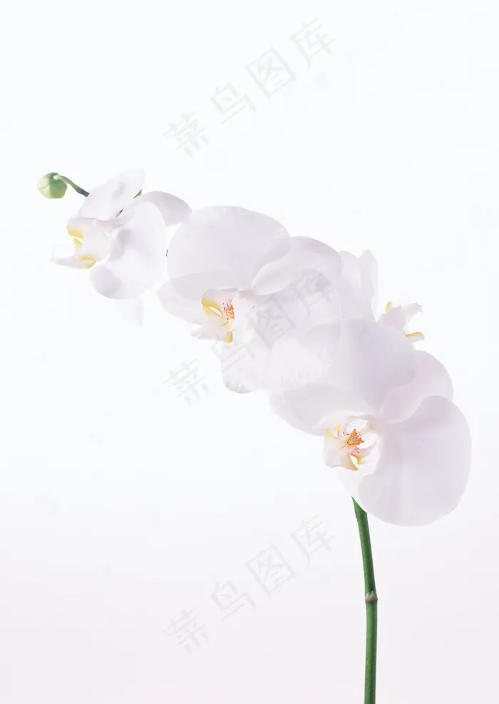 花草特写 1638