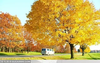 汽车从金黄的树下驶过