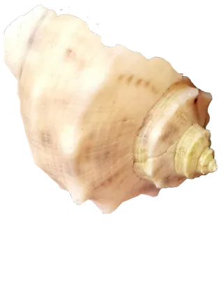 米白色单个海螺壳贝壳免抠实拍摄影素材元素