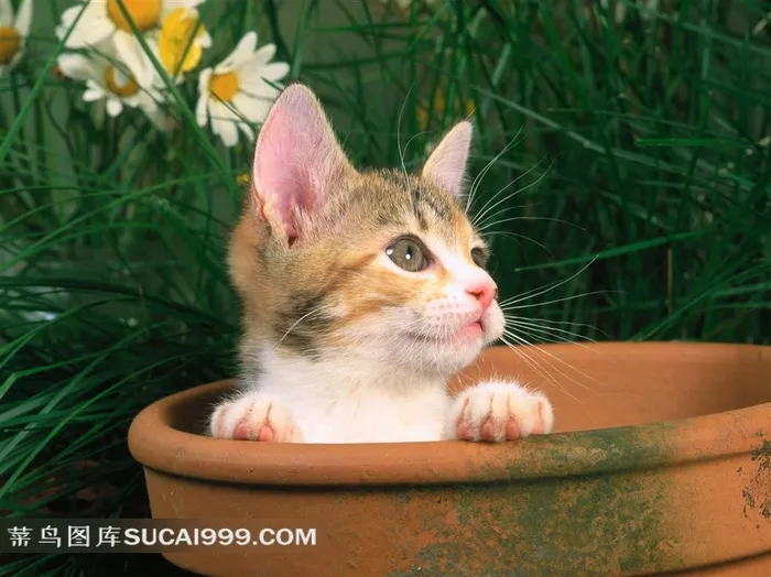花钵里的可爱小猫