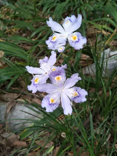 淡紫色的花，清雅