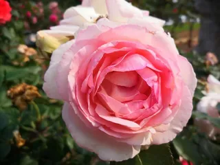 月季花|实拍|红色|背景