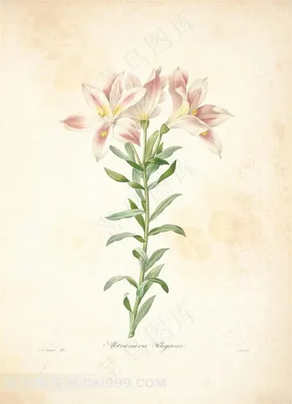 珍藏版皮埃尔-约瑟夫·雷杜德植物图谱图片素材