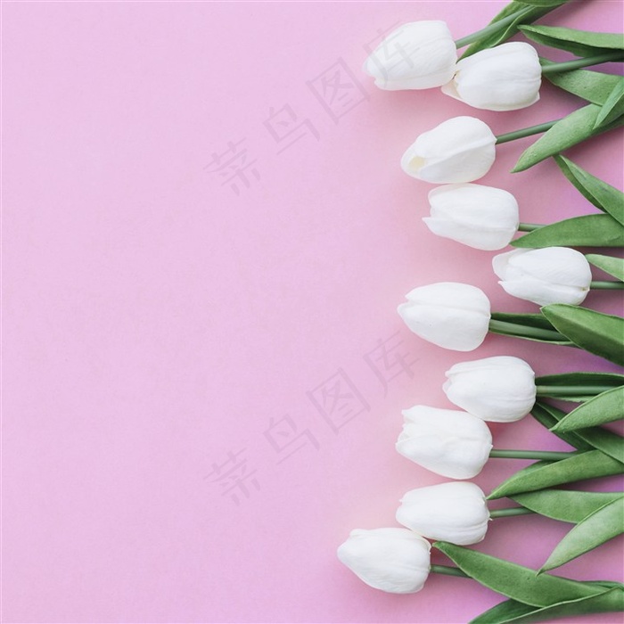 春季春天白色郁金香鲜花卉粉色桌面背景