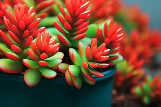 多肉植物盆栽摄影图