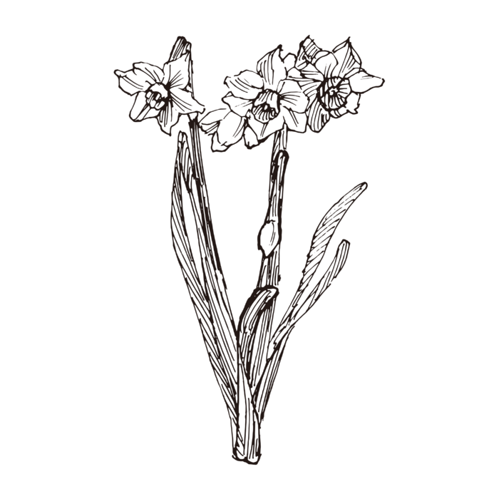 线条草本花卉手绘植物-水仙