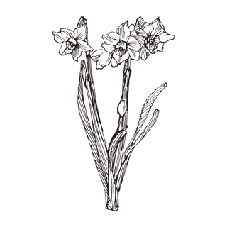 线条草本花卉手绘植物-水仙 线条草本花卉手绘植物-水仙