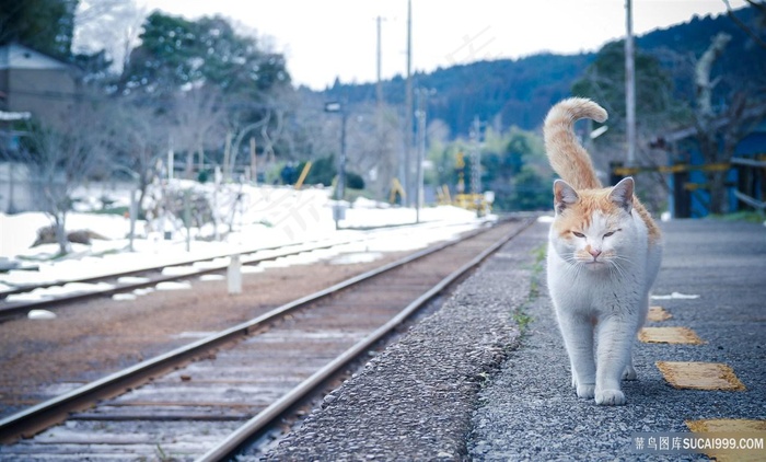 火车铁轨旁的猫咪图片