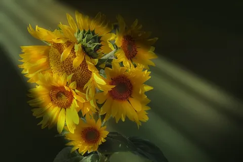 向日葵花束图片 向日葵花束图片