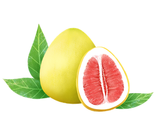 精致手绘柚子素材 免扣