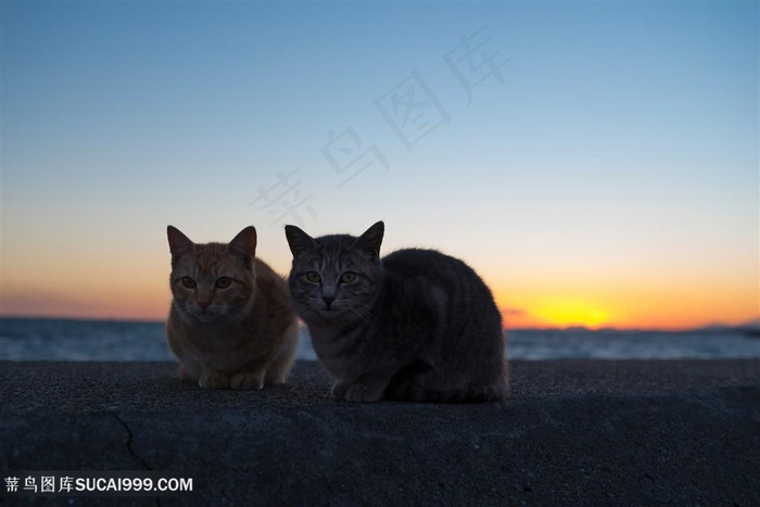 夕阳下两头小花猫咪图片
