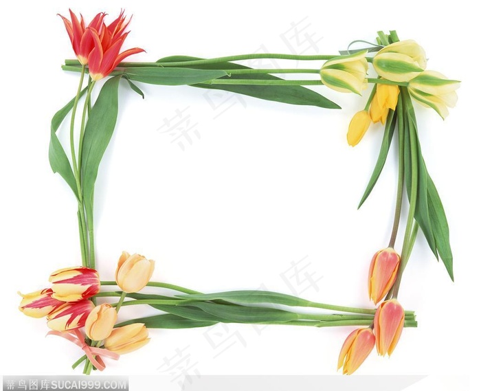 相框边框-郁金香边框