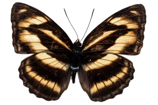 蝴蝶 彩蝶 花蝴蝶 动物 昆虫 免抠 (18)