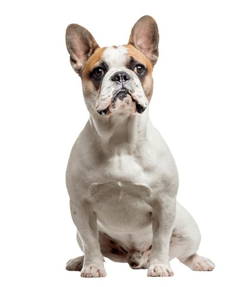 斗牛犬 PNG免抠(500x585)