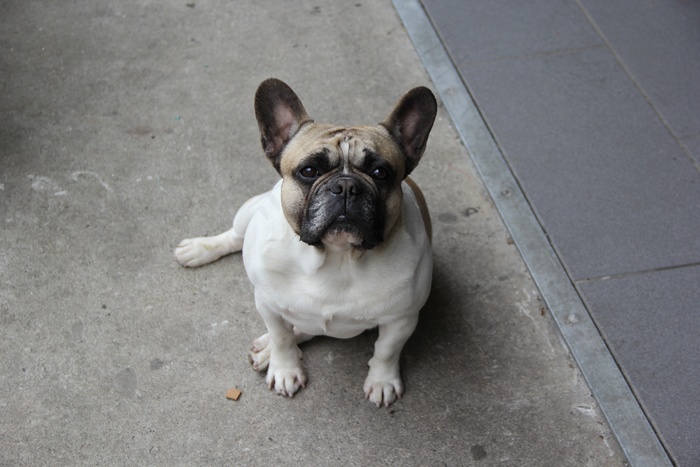 斗牛犬卖萌图片