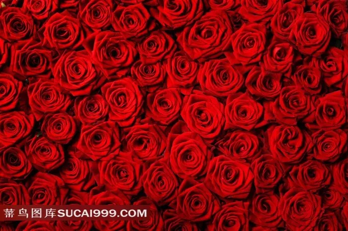 美丽的红色玫瑰背景