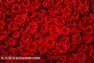美丽的红色玫瑰背景
