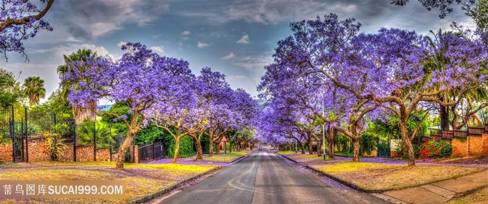 花海大路背景图