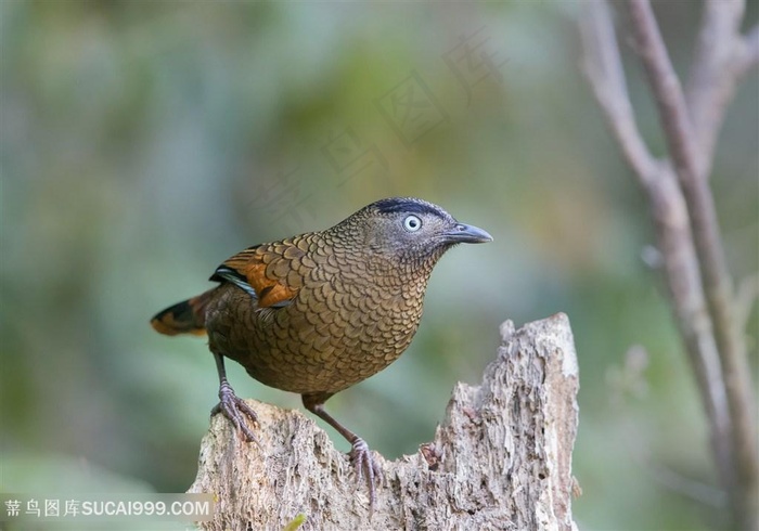 高清枯树桩上蓝翅希鹛鸟类图片