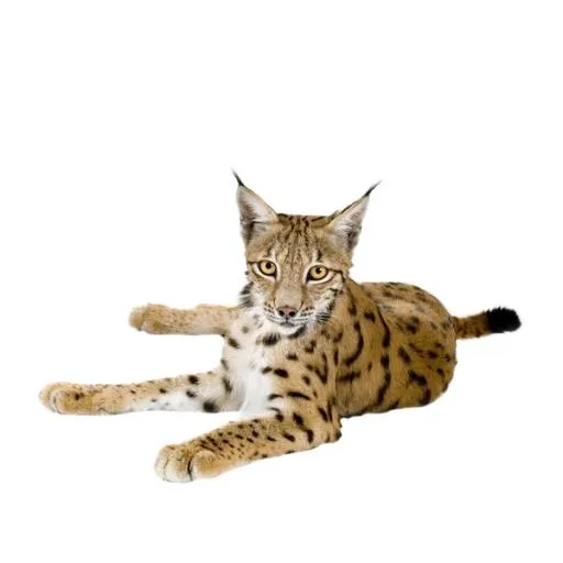 山猫 PNG免抠(600x600)