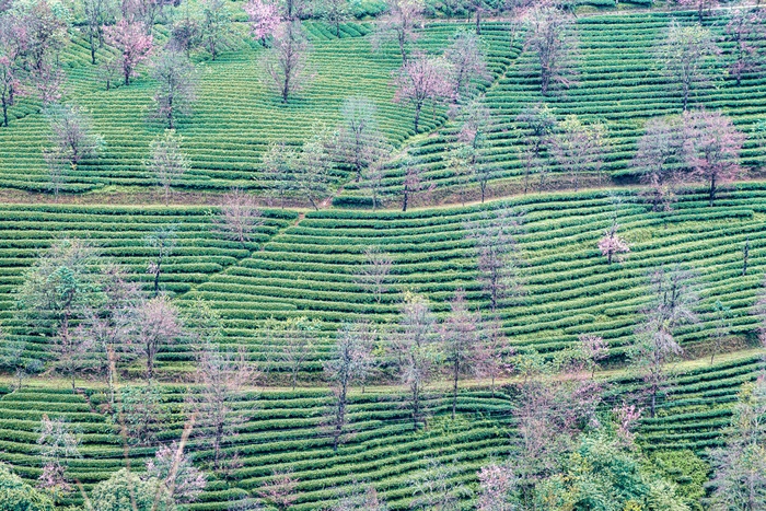 南涧无量山茶园
