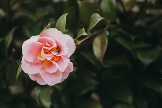 粉色山茶花图片