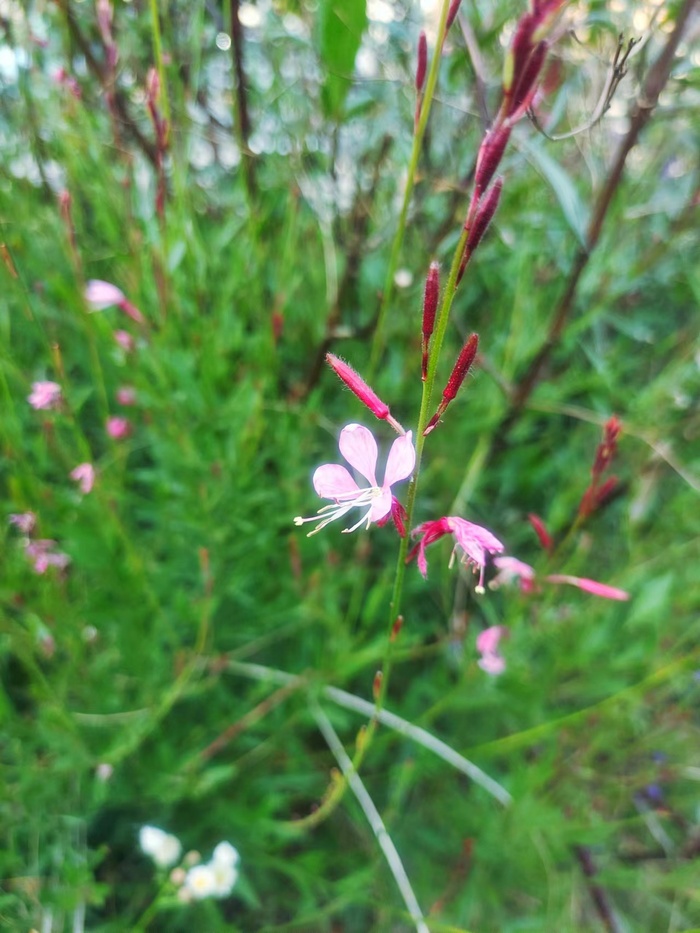 粉红色小花