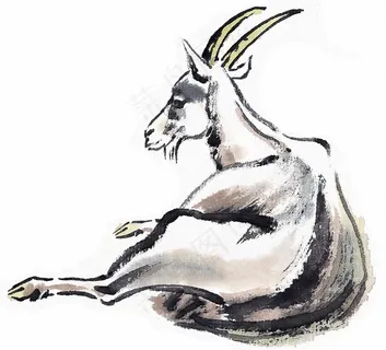 野生动物美图摄影图片