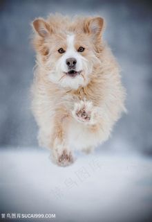 高清奔跑的宠物狗狗摄影