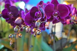 紫色蝴蝶兰摄影图片