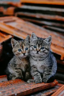可爱猫咪猫猫摄影素材 可爱猫咪猫猫摄影素材
