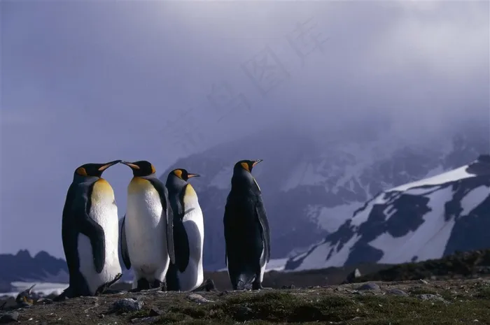 雪山下的四只企鹅