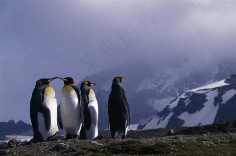 雪山下的四只企鹅