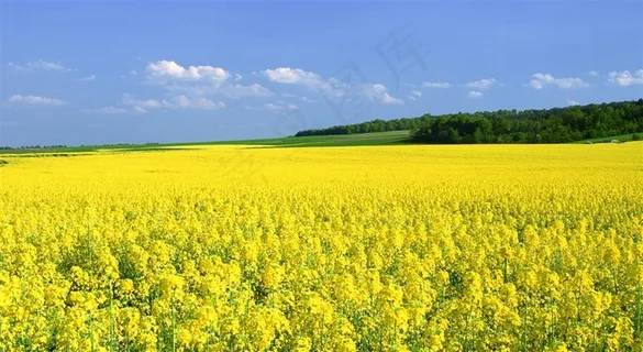 一望无际的金黄色油菜花 一望无际的金黄色油菜花
