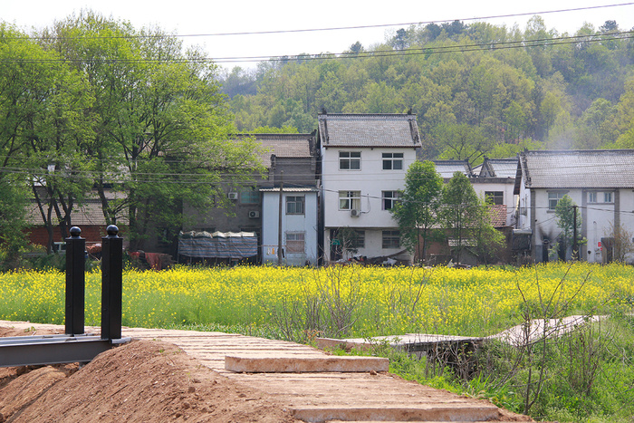 乡村油菜花