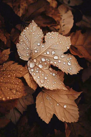 秋天雨天秋叶满地落叶，立秋秋分故事感