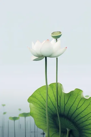 简约清新莲花背景