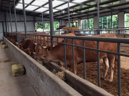 养殖基地里的黄牛