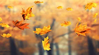 秋天的落叶飘零在空中摄影图