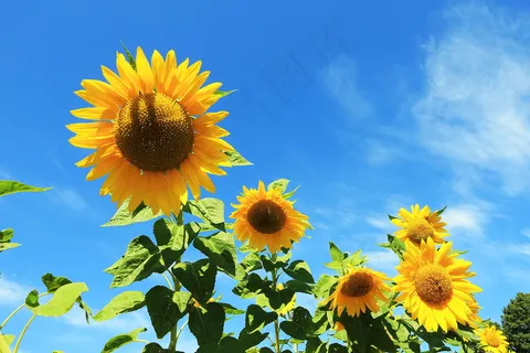 蓝天白云下的向日葵图片 蓝天白云下的向日葵图片