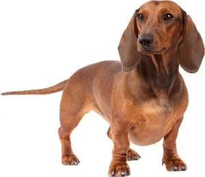 腊肠犬 PNG免抠(300x259)