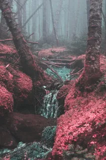 迷雾森林溪流图片 迷雾森林溪流图片