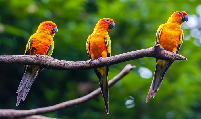 树枝上的三只鹦鹉特写摄影