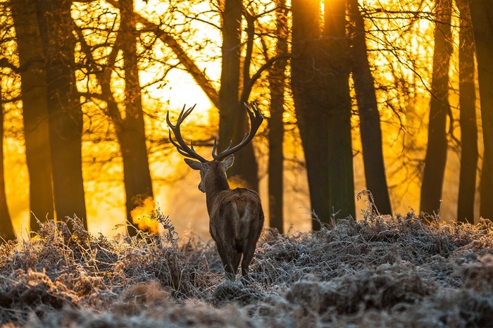 后面拍摄森林里的麋鹿图片