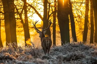 后面拍摄森林里的麋鹿图片